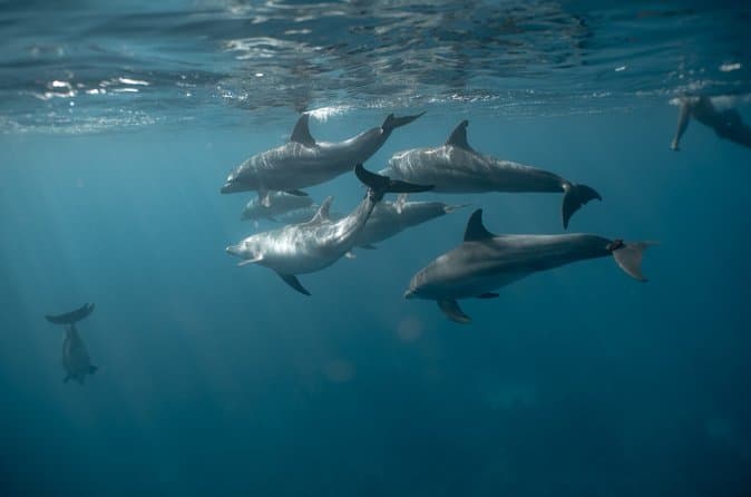 100%PRIVATE Speedboat Trip– Dolphin House,Snorkeling,White island