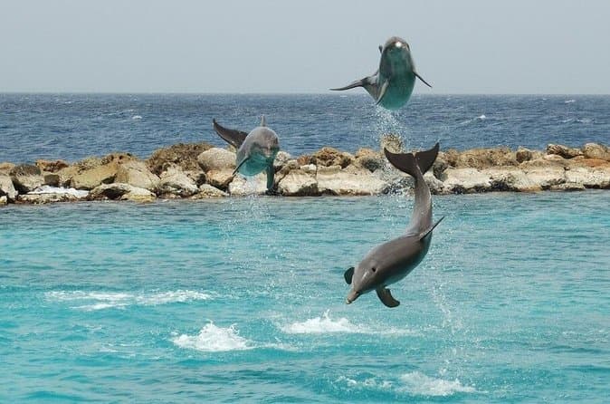 Dolphin House Snorkeling Adventure with Lunch in Hurghada