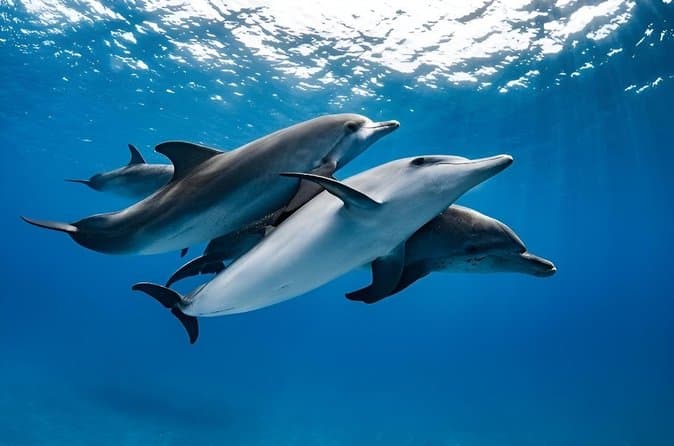 Dolphin House trip & Snorkiling in Hurghada