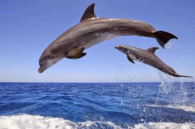 Hurghada Dolphin House And Snorkelling Day Trip By VIP Boat