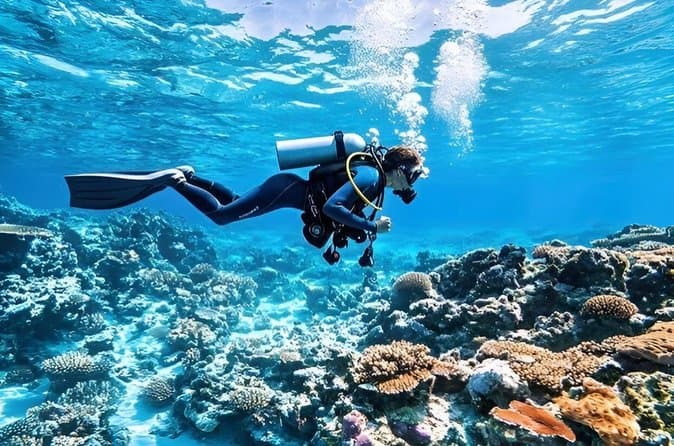 3-in-1 Luxury Cruise Orange Bay Hula Hula Dolphins Diving