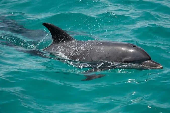 Luxury Private Speedboat Dolphin House and Hula Hula island