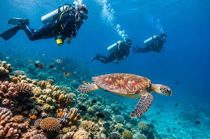 Hurghada Scuba Diving Experience with Coral Reefs, Lunch&transfer