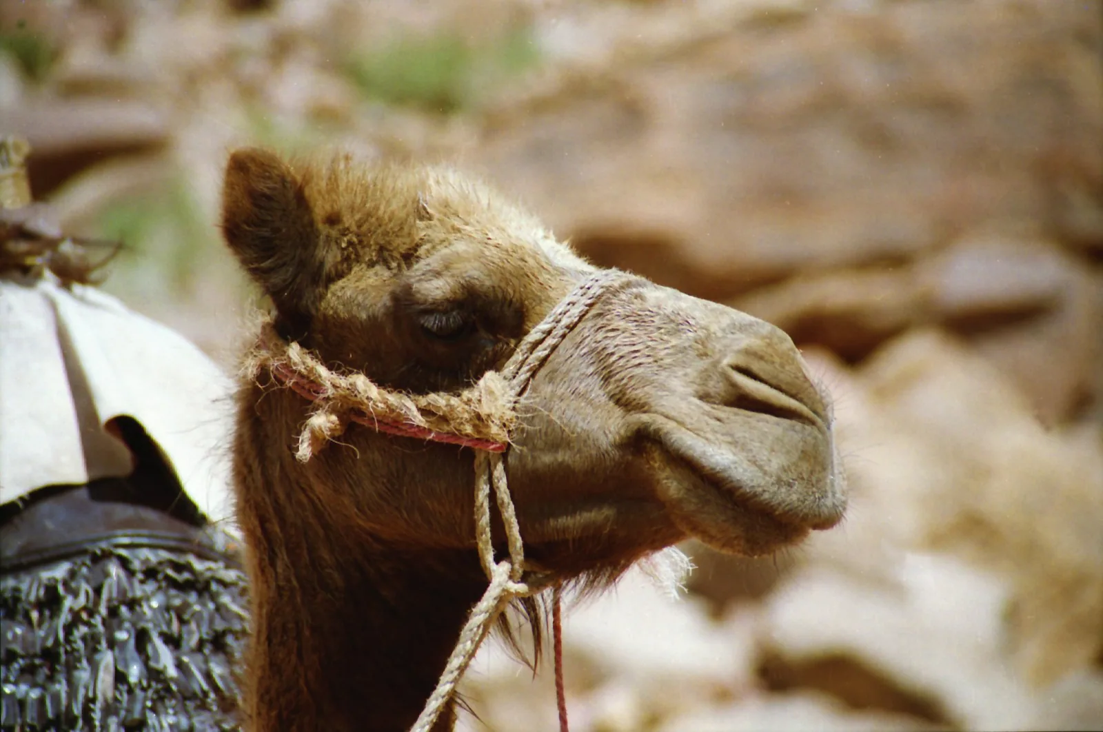 Paseo en camello y té beduino, Sharm el-Sheij