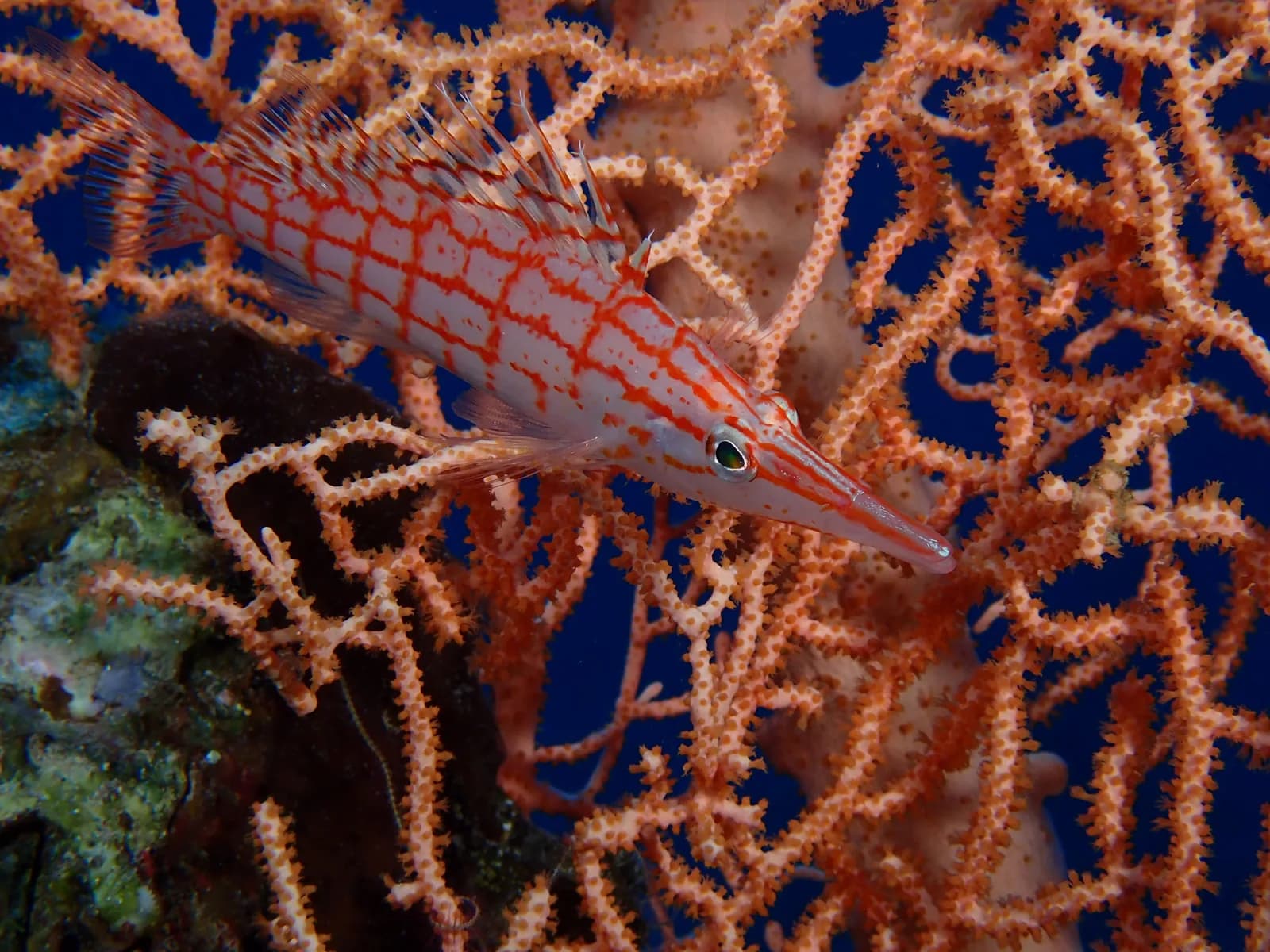 Marsa Alam Reef Diving & Snorkel Day