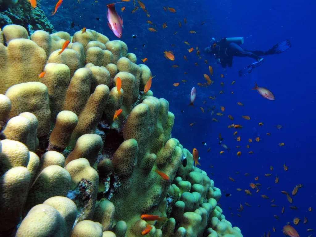 Cours de plongée PADI Open Water — Dahab