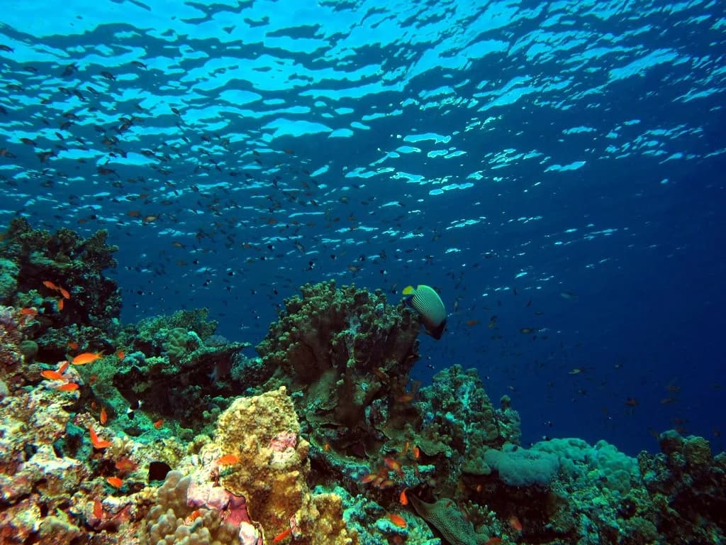 Liveaboard vs Day-Boat Diving in the Red Sea (2026): Which to Choose
