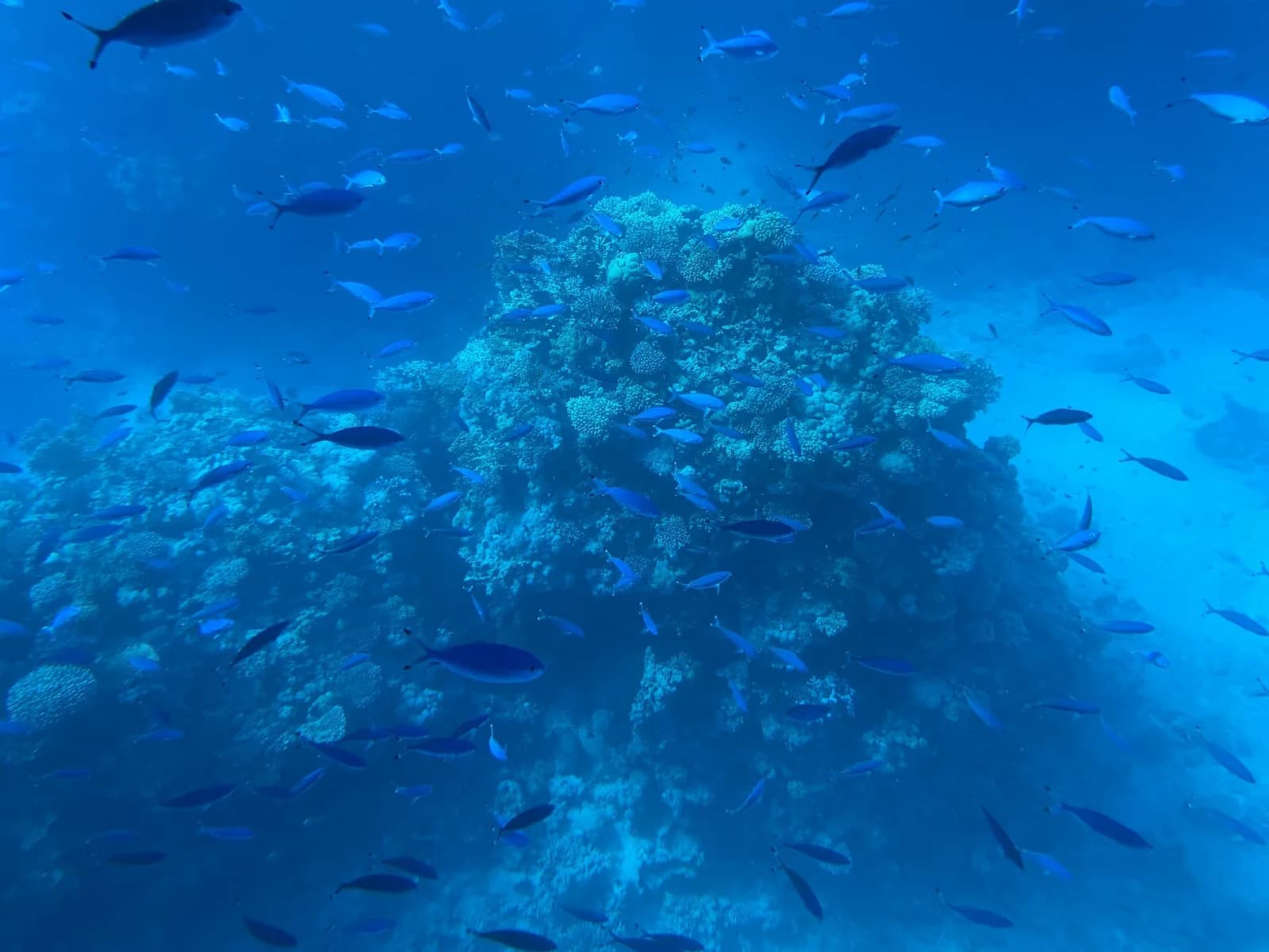 Sharm Submarine — Seascope Reef Cruise