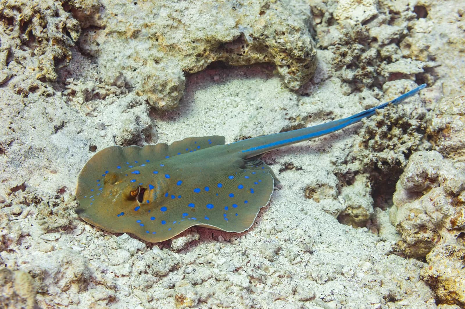 Sharm: Tiran Island Cruise with Diving, Snorkeling & Lunch
