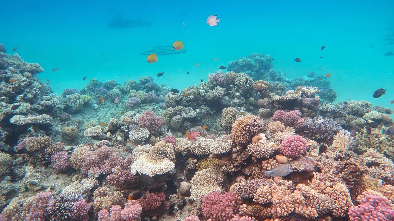 The Straits of Tiran: Diving the Four World-Class Reefs off Sharm el-Sheikh