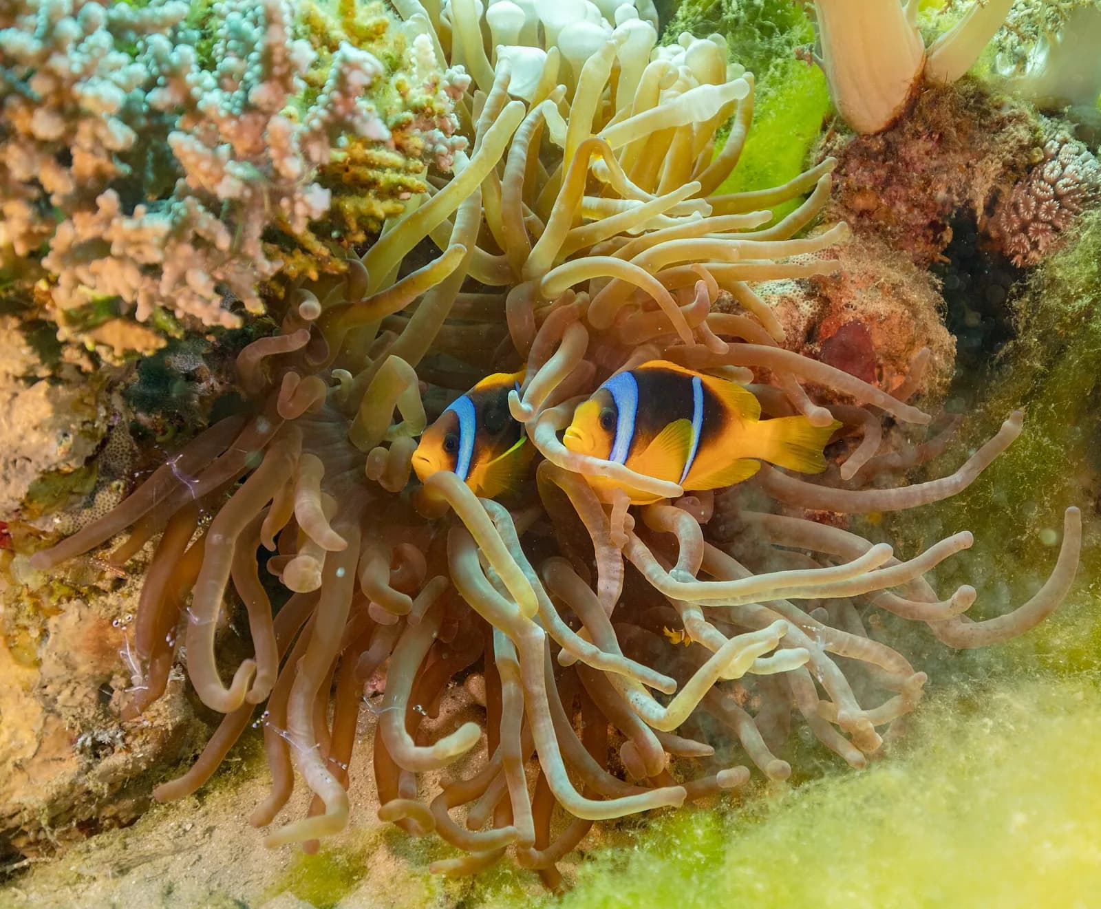 White Island & Ras Mohammed — Snorkel Cruise