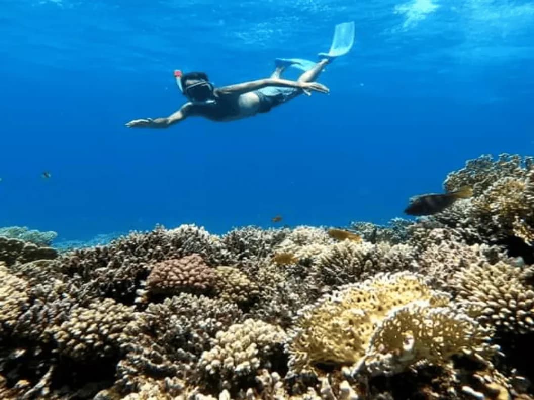 Hurghada Red Sea Diving and Snorkeling Day Trip