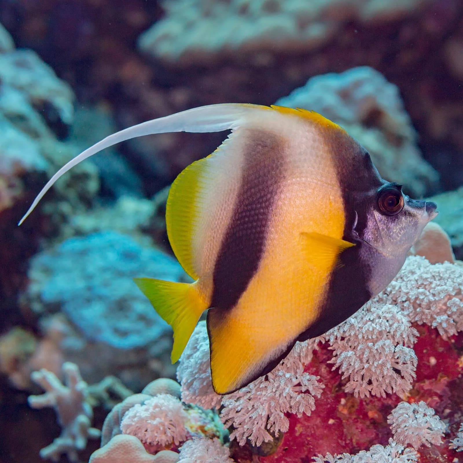 Best Time to Snorkel the Red Sea in Egypt (2026)