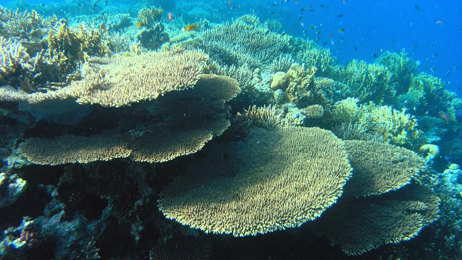 Hurghada Diving (2026): Best Sites, Packages & Prices