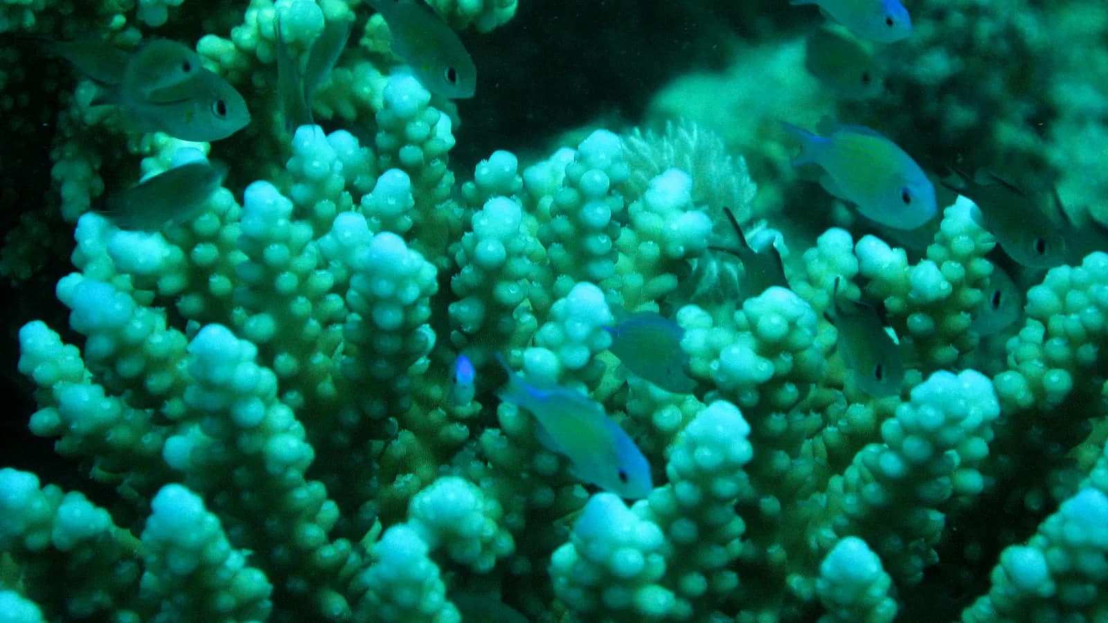 Diving the Red Sea: Hurghada vs Sharm el-Sheikh