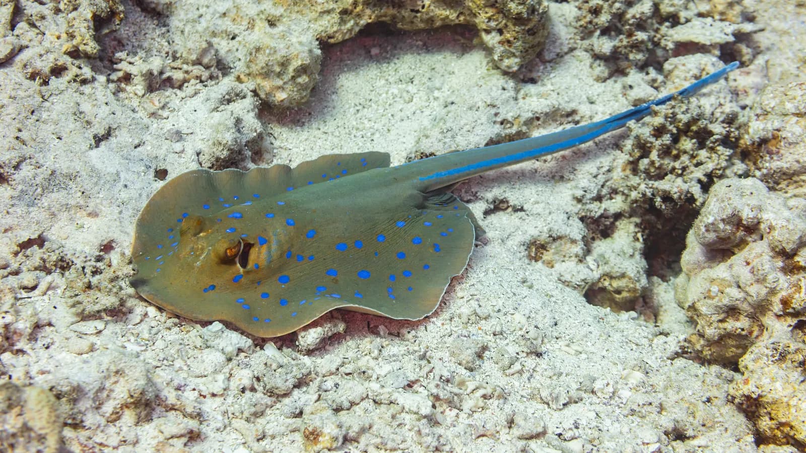 Scuba Diving & Freediving in Dahab: The Complete Guide