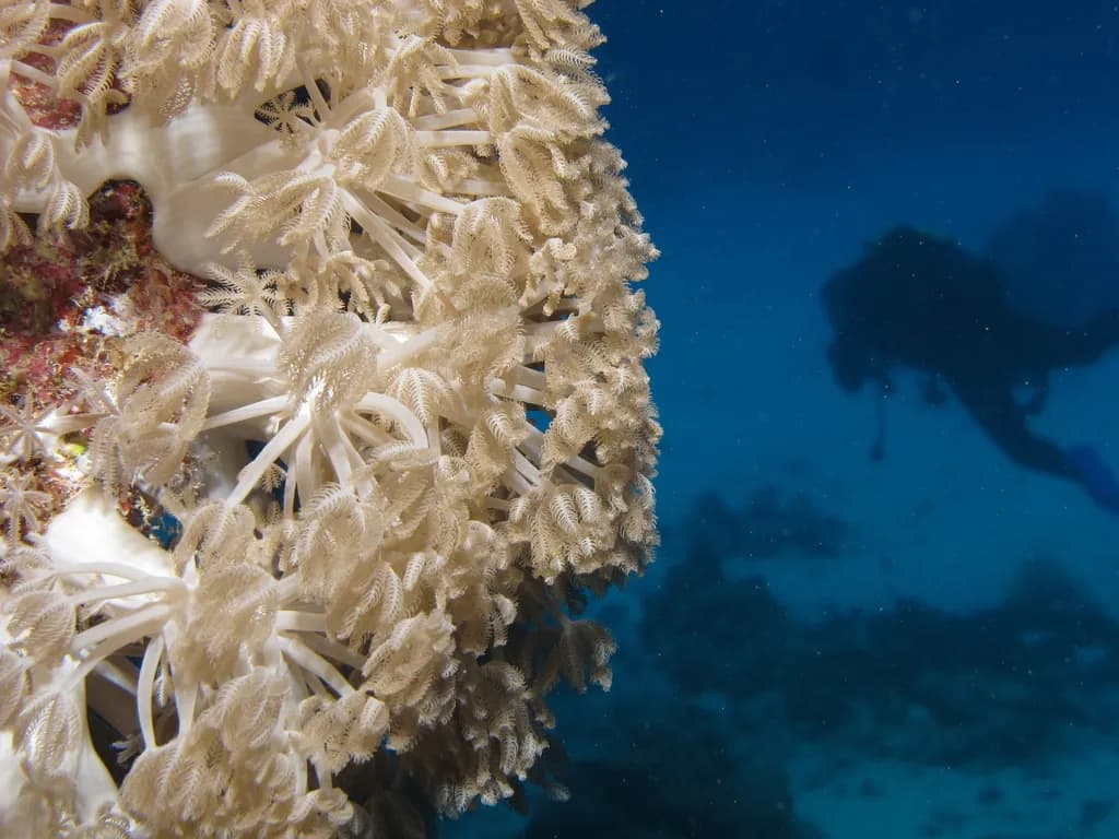 Red Sea Diving Guide: Best Sites & Seasons (2026)
