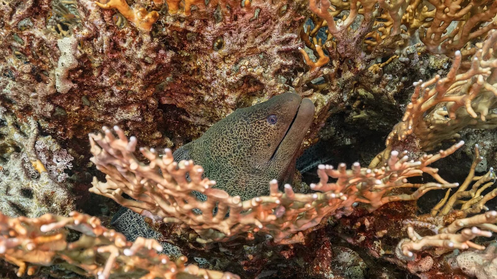 Sharm el-Sheikh: guida di viaggio completa