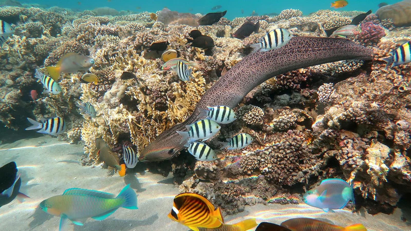 Things to Do in Sharm El Sheikh (2026): Reefs, Desert & Sinai