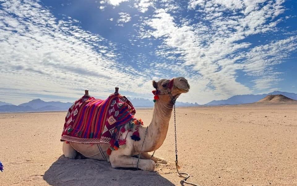 Premium 1 Hour Desert Camel Riding Adventure - Hurghada