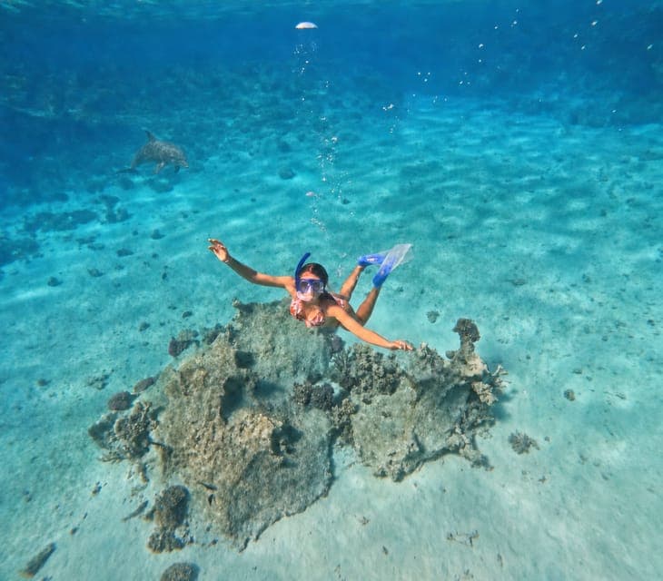 Hurghada: Dolphin House Morning Cruise & Swim with Dolphins