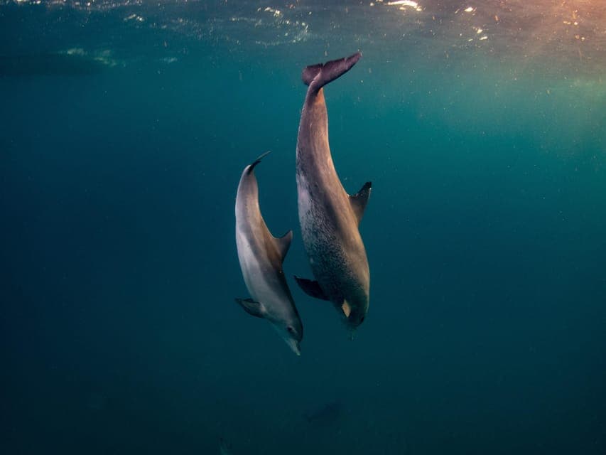 From Hurghada: Paradise Island Speedboat Tour with Dolphins