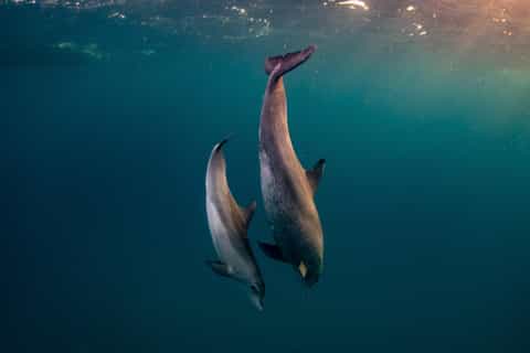 From Hurghada: Paradise Island Speedboat Tour with Dolphins