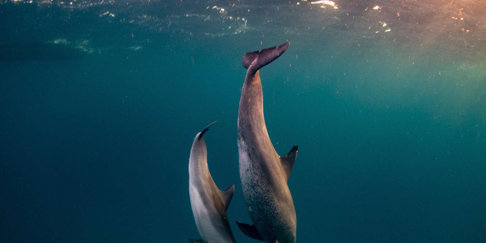From Hurghada: Paradise Island Speedboat Tour with Dolphins