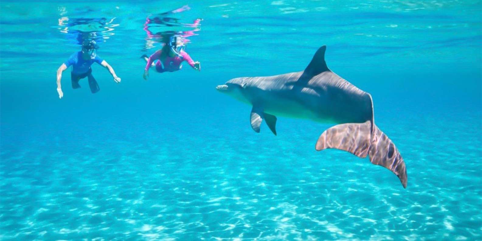Hurghada: Dolphin watch Cruise with optional pickup