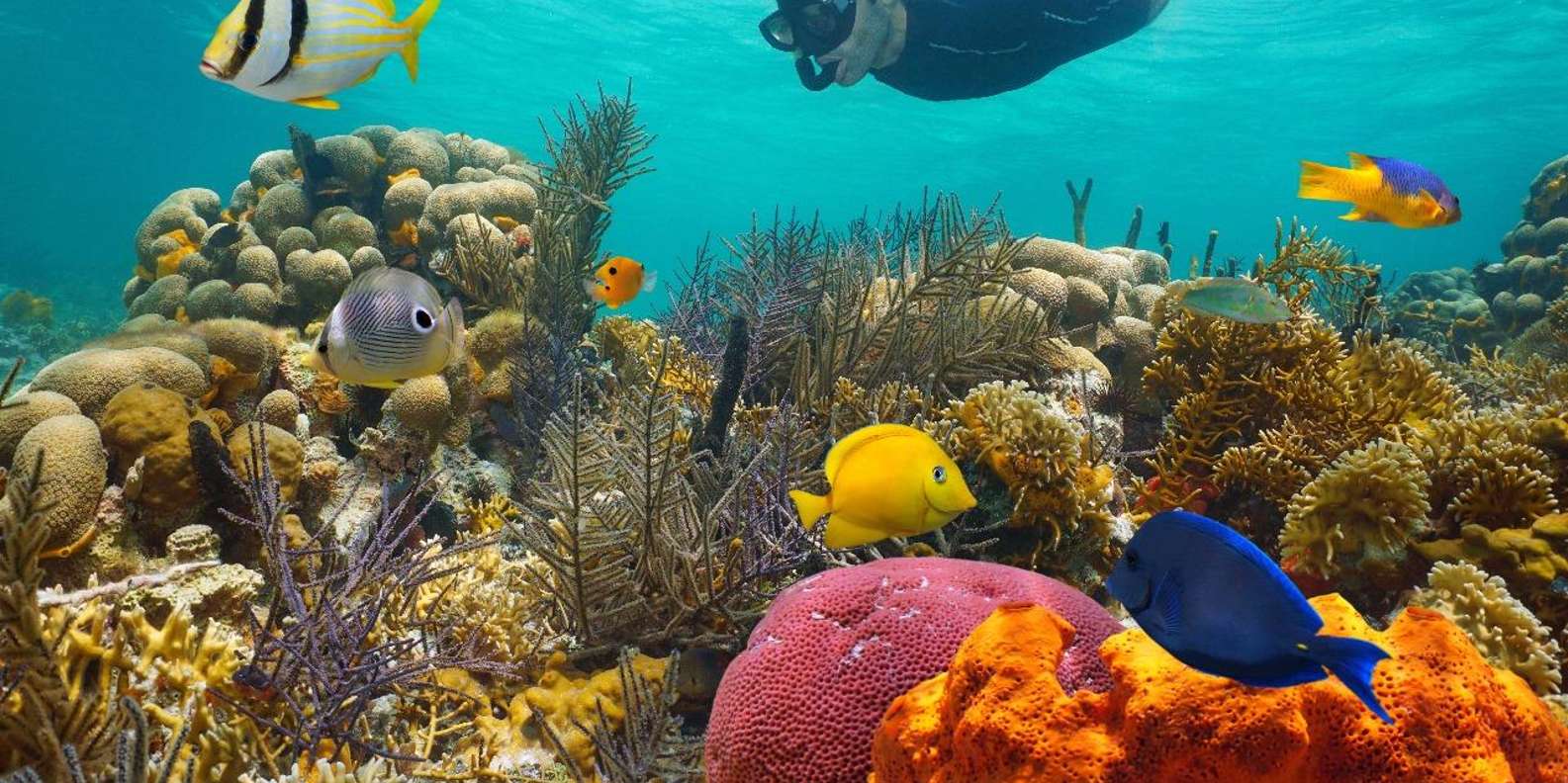 Sharm El Sheikh: Luxury boat Cruise with Snorkeling & Lunch