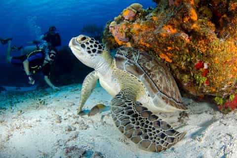 Sharm El-Sheikh: Guided Shore Scuba Diving at 2 Dives