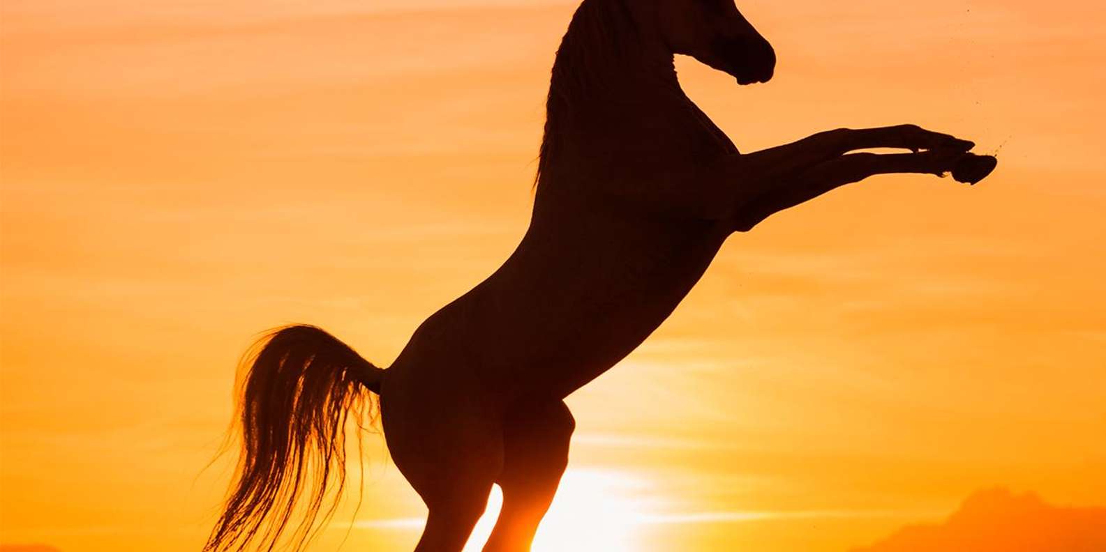 Hurghada: Sunset Sea, Desert Horse W Opt, Dinner, Stargazing