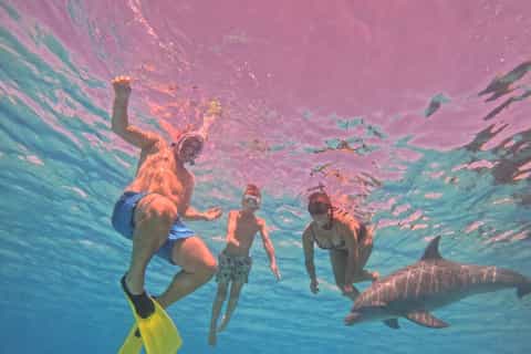 Hurghada: Dolphin House Speedboat Trip & Swim with Dolphins