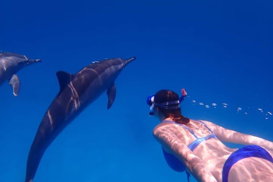 Sataya Dolphin House Snorkeling Trip from Marsa Alam