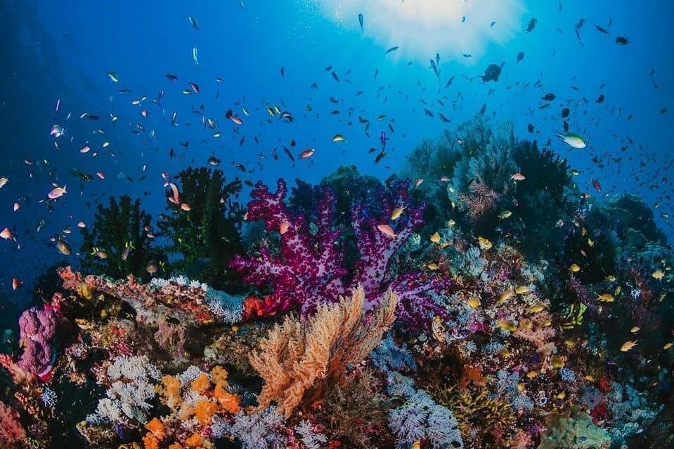 Sharm El Sheikh: Luxury boat with Snorkeling & Lunch