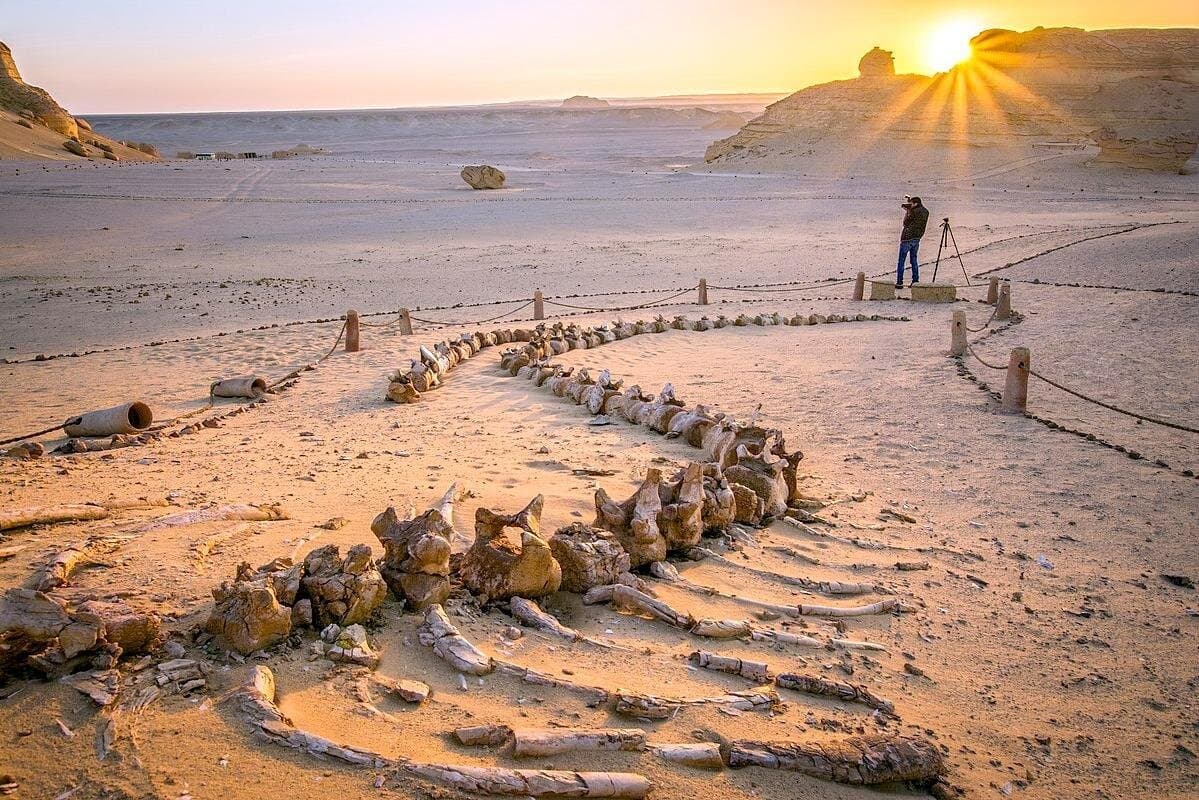 Private Tour in Fayoum for 2 Days and 1 Night