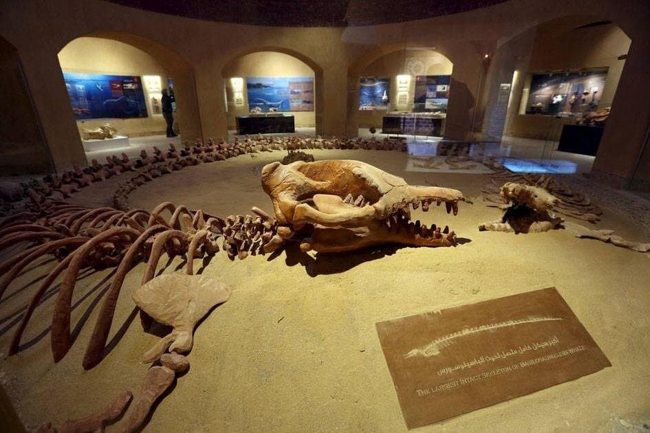 Guided tour to Valley Of The Whales From Cairo