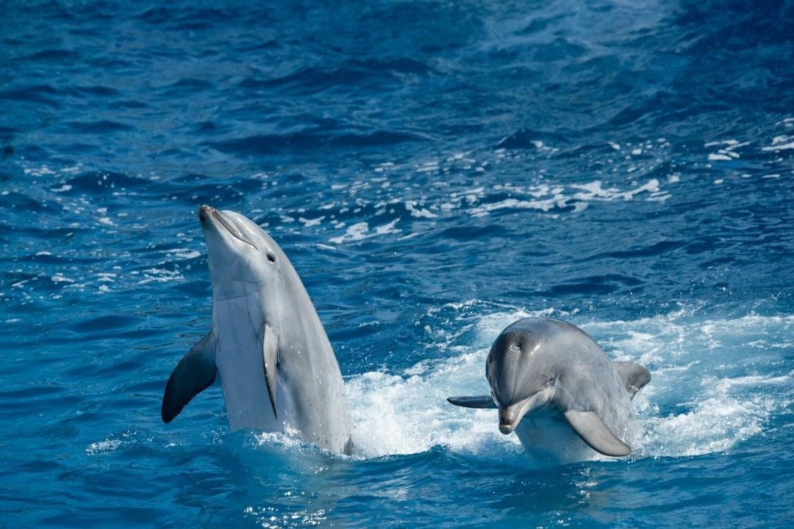 Overnight Snorkeling Trip At Satayh Dolphin Reef From Marsa alam