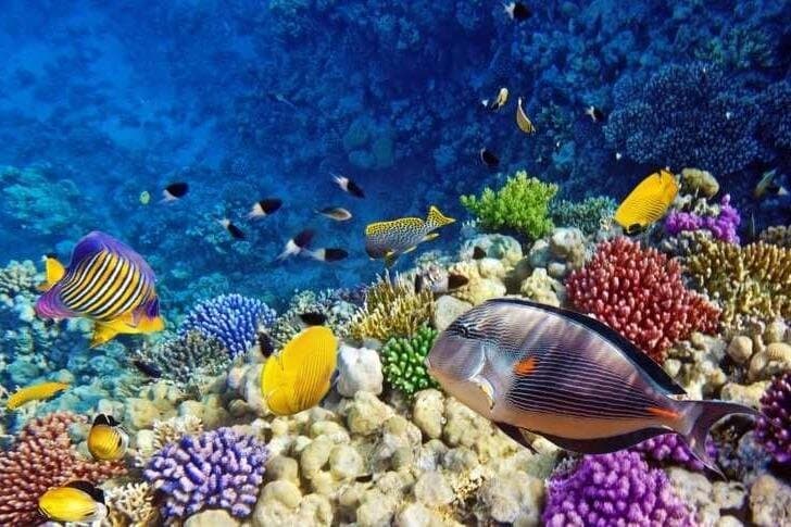 Snorkeling tour at Paradise island Hurghada