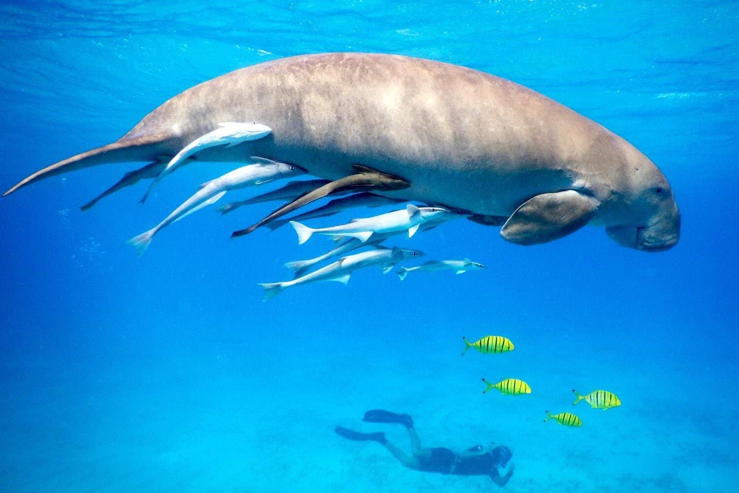 Marsa Alam: Snorkeling Trip to Marsa Mubarak with Lunch