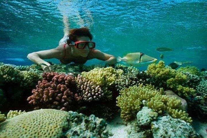 Hamata Island Snorkeling Tour from Marsa Alam