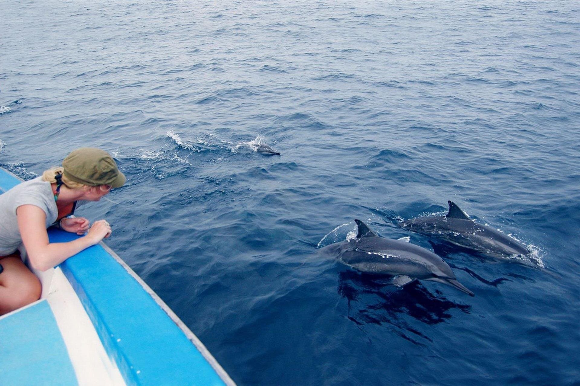 Marsa Alam Dolphin Watching & Snorkeling Boat Tour