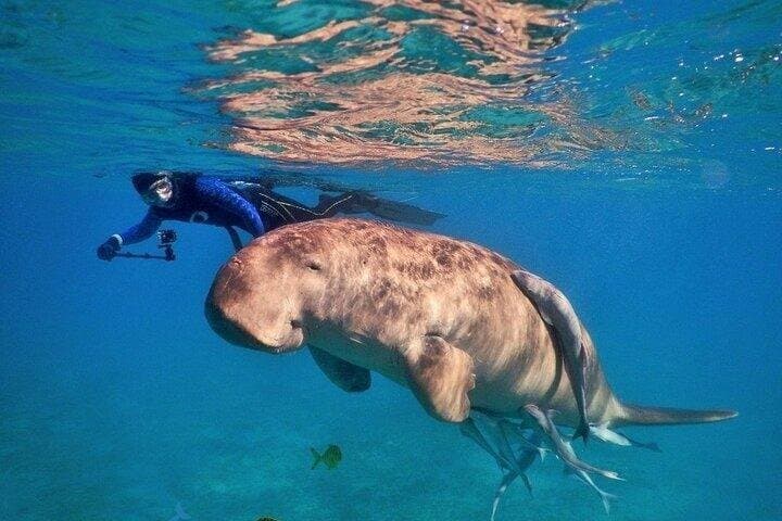 Marsa Mubarak Snorkeling With Intro Diving and Lunch