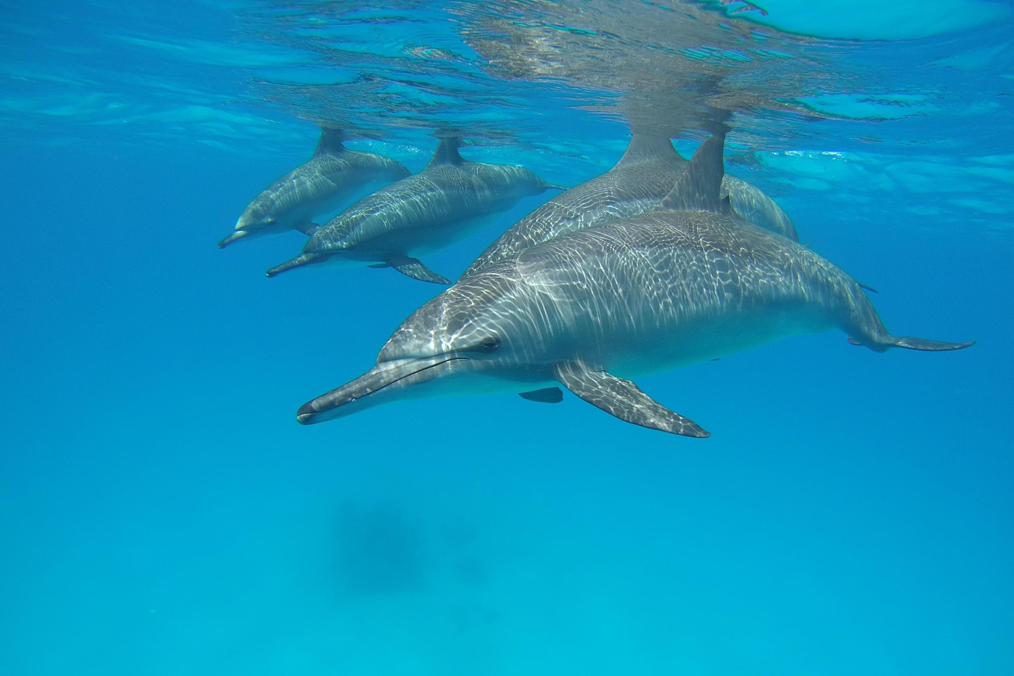 Dolphin House Tours in Marsa Alam