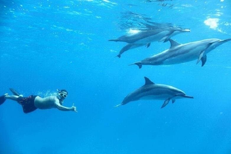 Swim with Dolphins Sea Trip Adventure with Lunch : Marsa Alam