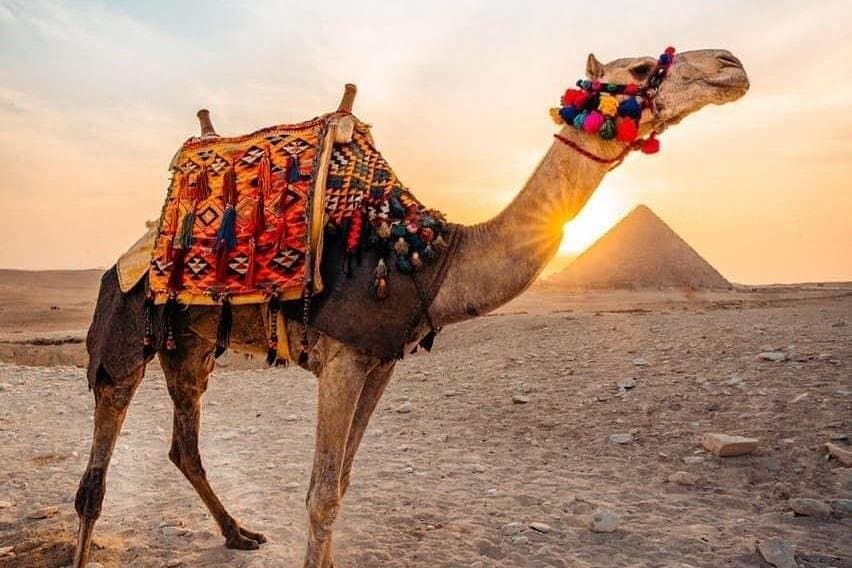 Camel Ride at the Pyramids
