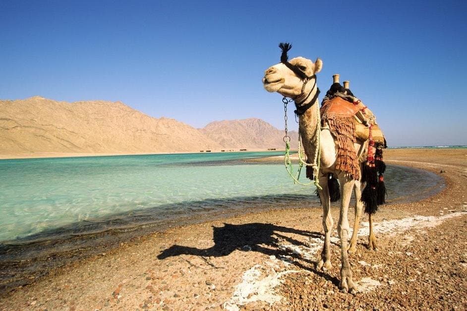 Blue Lagoon Beach 1-Hour Camel Safari from Dahab