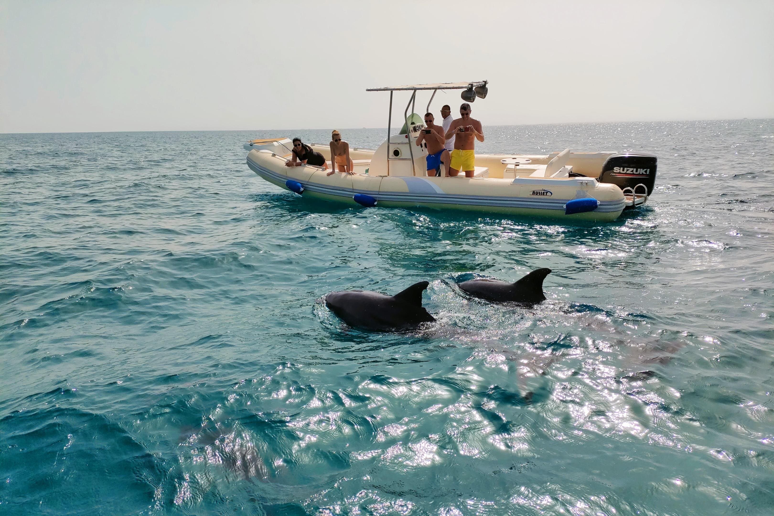 Private Dolphin Watching Tour With Snorkeling & Orange Bay Island