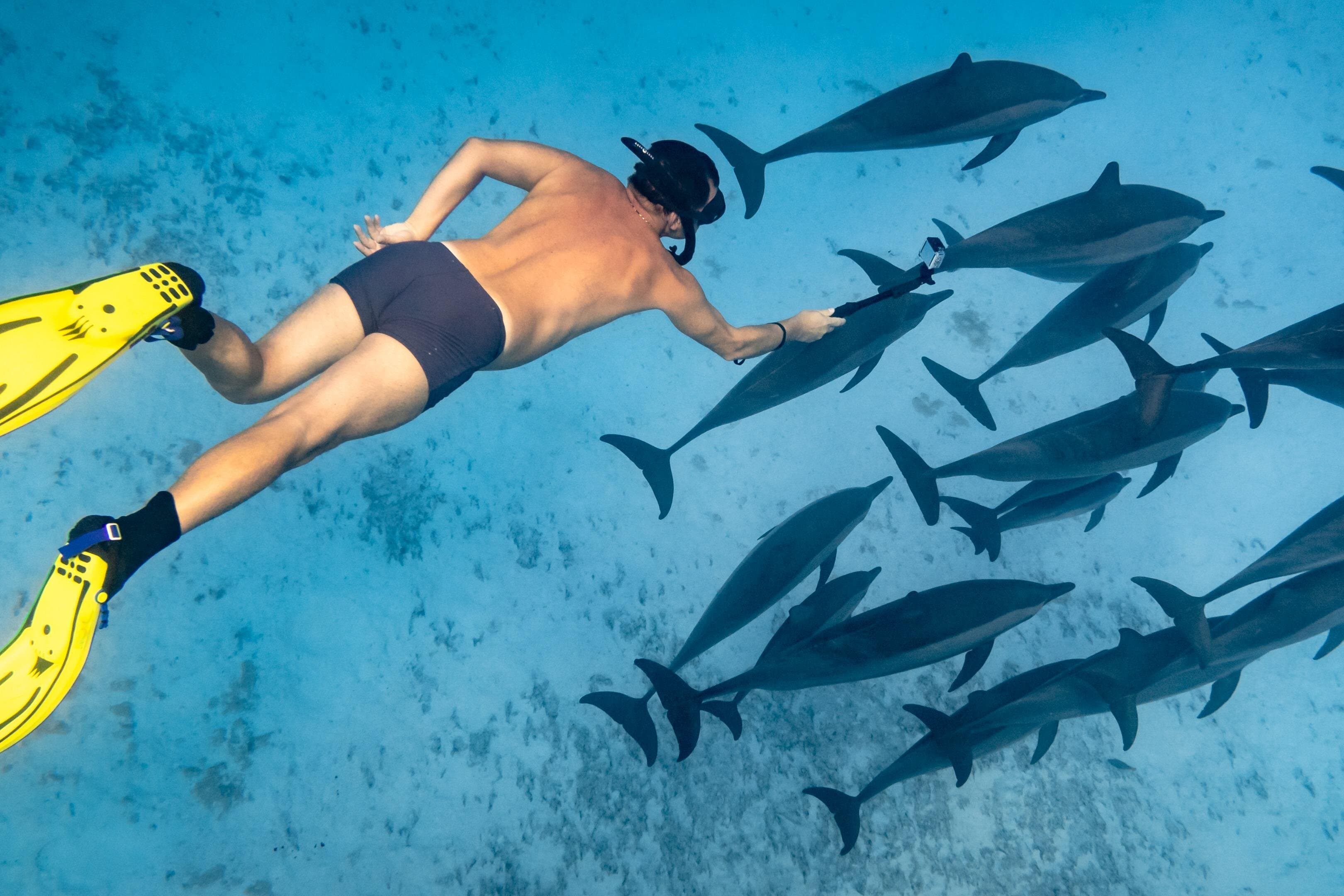 Sataya Reefs Dolphin Snorkel Cruise with Lunch - Marsa Alam
