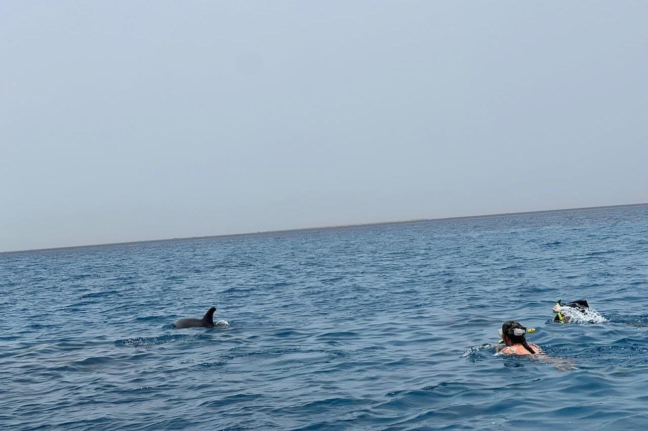 Swimming with dolphins by speed boat